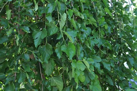 buy mulberry tree near me|fruitless weeping mulberry tree sale.